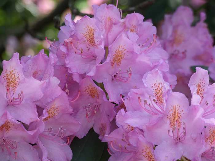 rododendrony2